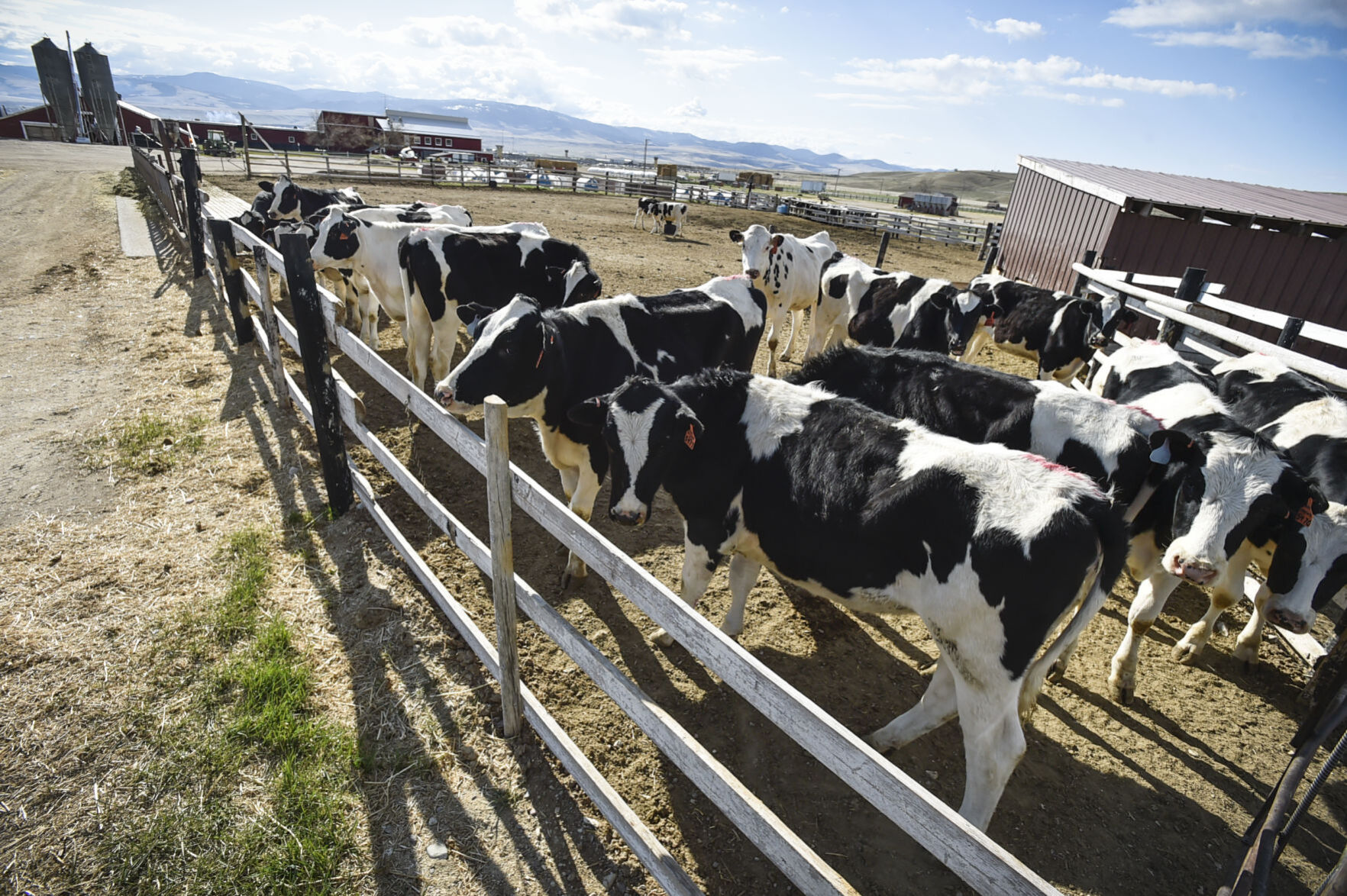 Last year Darigold, the product brand for a dairy cooperative